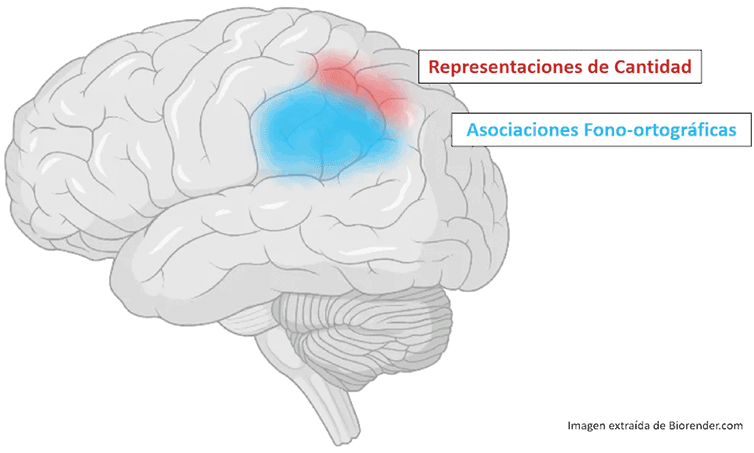 Áreas cerebrales relevantes en la dislexia y discalculia