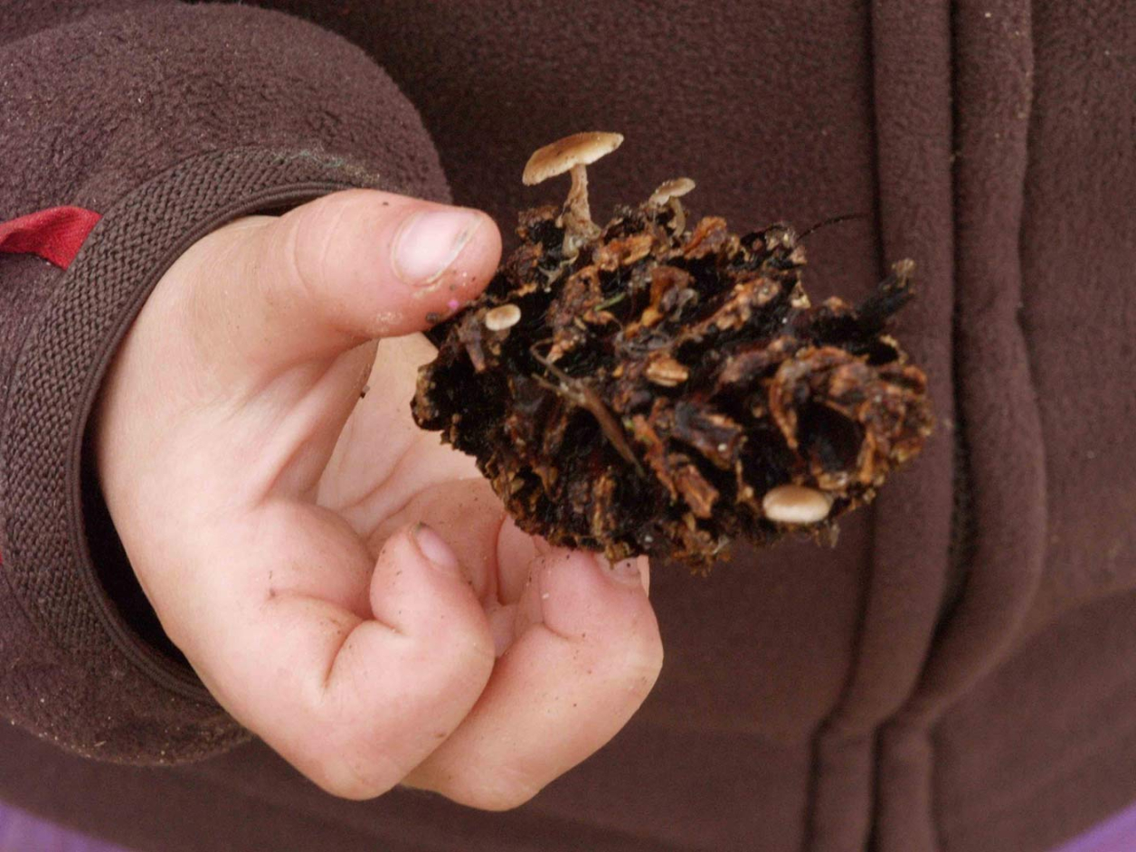 La mano de un niño en primer plano sosteniendo una piña.