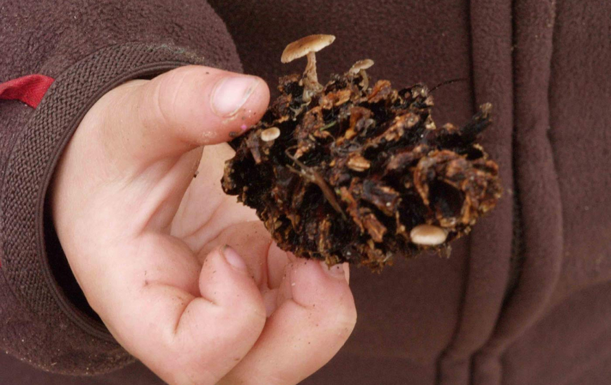 La mano de un niño en primer plano sosteniendo una piña.